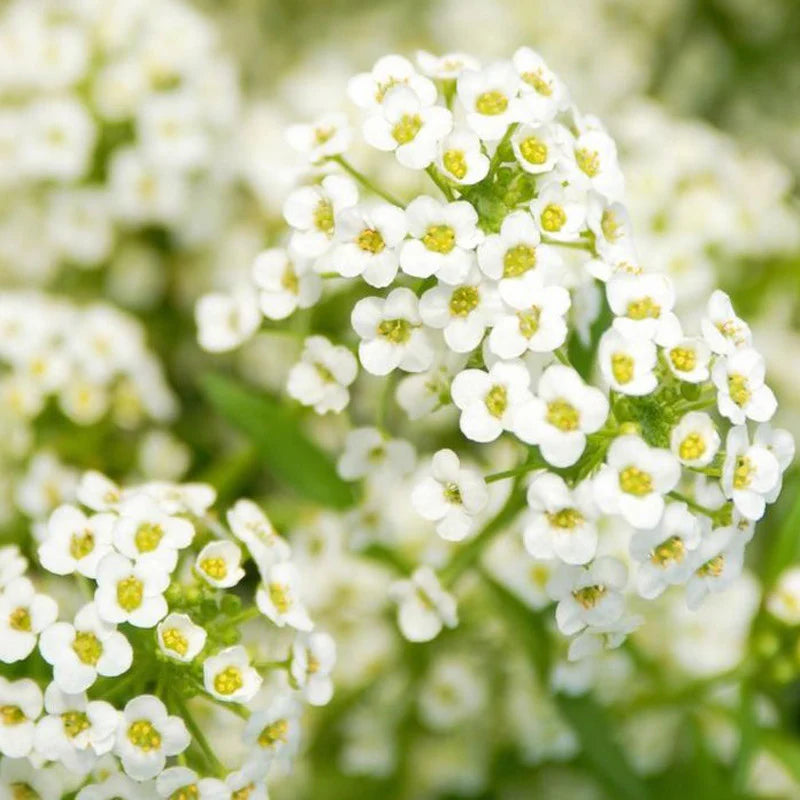Heirloom Non-GMO White Snow Flower Seeds for Serene Garden Landscapes and Winter Planting