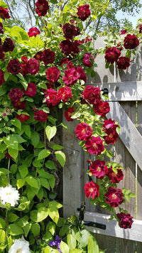 Dark Red Climbing Rose Plant Seeds for Planting Non-GMO Heirloom Garden Seeds for Growing