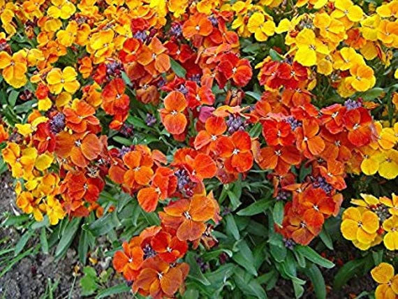 Mixed Cheiranthus Seeds for Planting - NON GMO Seeds