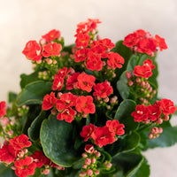 Red Kalanchoe Flower Seeds for Planting Succulent Blooms - Non GMO seeds