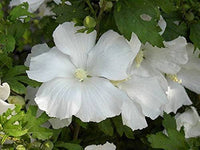 White Sharon Rose Plant Seeds for Planting - Non-GMO Heirloom Garden Seeds for Growing