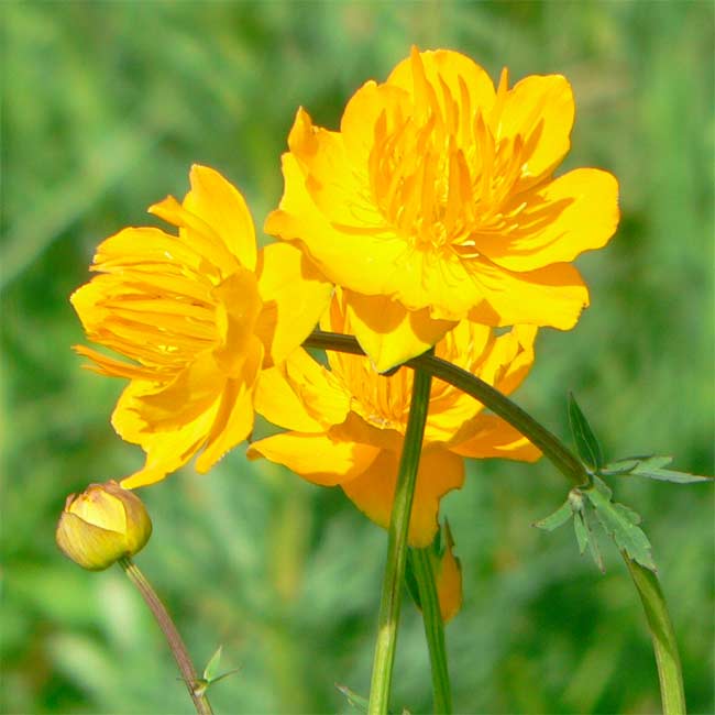 Trollius Flower Seeds for Planting - NON GMO Seeds