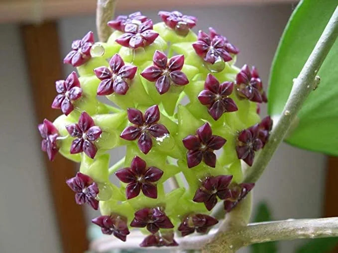 Canossa Flower Seeds for Planting NON GMO Seeds