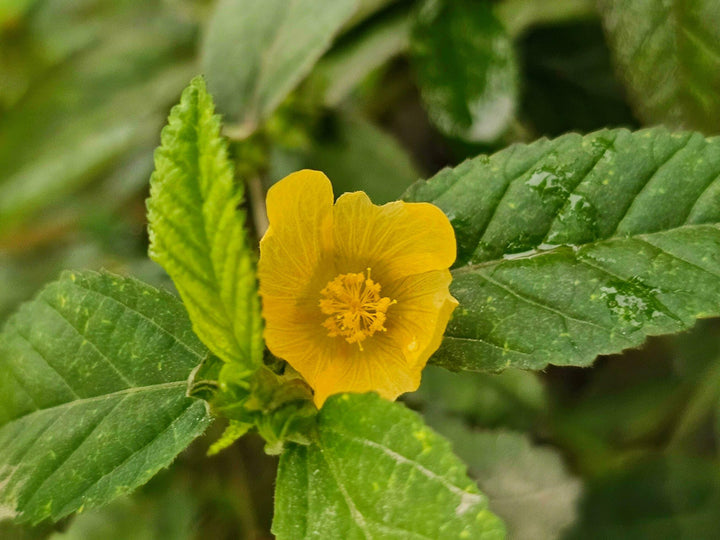 Cordifolia Flower Seeds for Planting - NON GMO Seeds