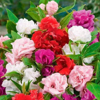 Camellia Impatiens Flower Seeds for Planting Shade Garden NON GMO Seeds