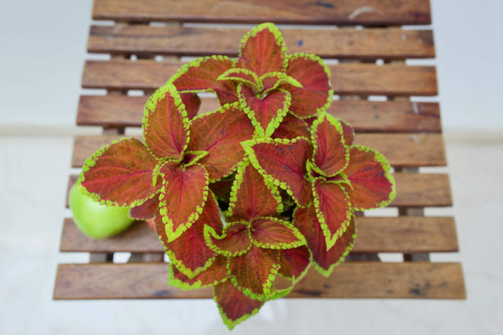 Heirloom Orange Green Coleus Flower Seeds for Planting – Non-GMO, Colorful Ornamental Foliage Variety