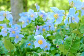 Meconopsis Flower Seeds for Planting, 100 pcs