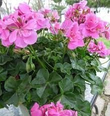 Heirloom Mixed Ivy Geranium Flower Seeds â€“ Non-GMO Planting Seeds for Your Garden