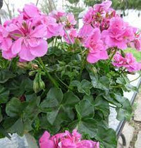 Heirloom Mixed Ivy Geranium Flower Seeds â€“ Non-GMO Planting Seeds for Your Garden
