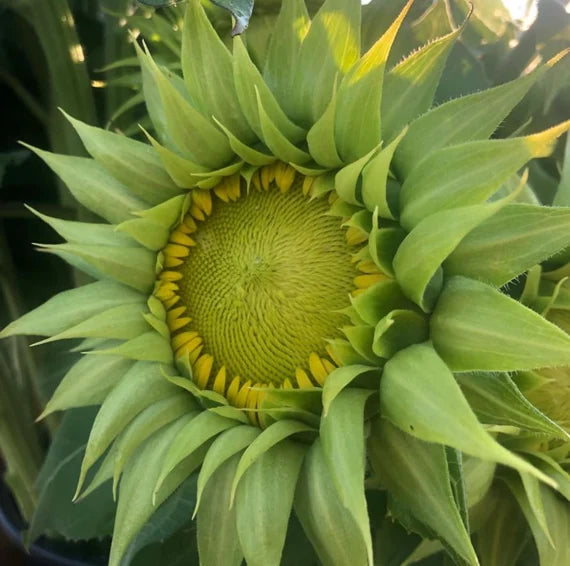Green Sunflower Seeds for Planting – Grow Unique Sunflowers in Your Garden | Non-GMO & Easy to Grow