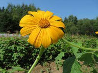 Yellow Torch Mexican Tithonia Sunflower Seeds for Planting – Bright Blooms for Pollinator Gardens