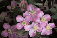 Heirloom Non-GMO Clematis Montana Flower Seeds for Planting – Fragrant Climbing Garden Blooms
