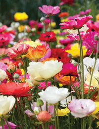 Heirloom Non-GMO Mixed Ranunculus Flower Seeds for Garden Planting – Colorful Layered Blooms