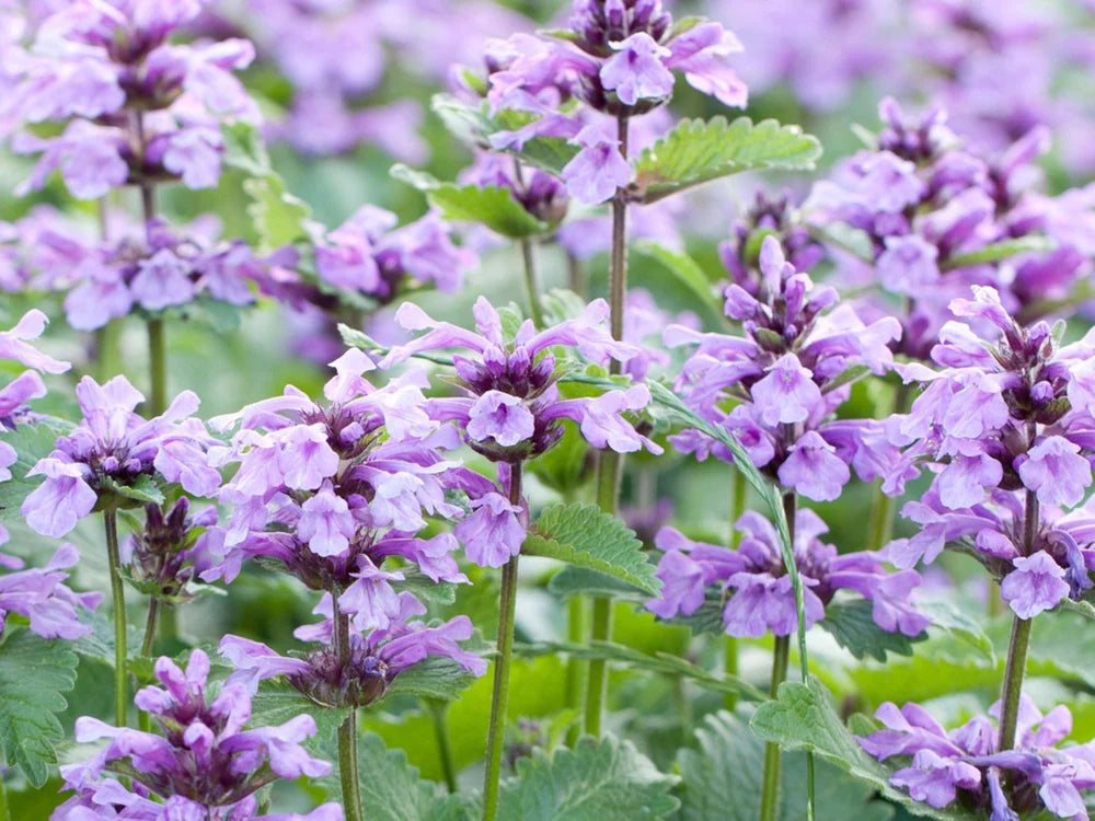 Heirloom Non-GMO Persian Catmint Flower Seeds for Planting – Fragrant Ornamental Flower Seeds