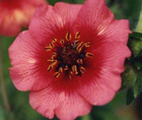 Red Willmott Flower Seeds for Planting, NON GMO Seeds