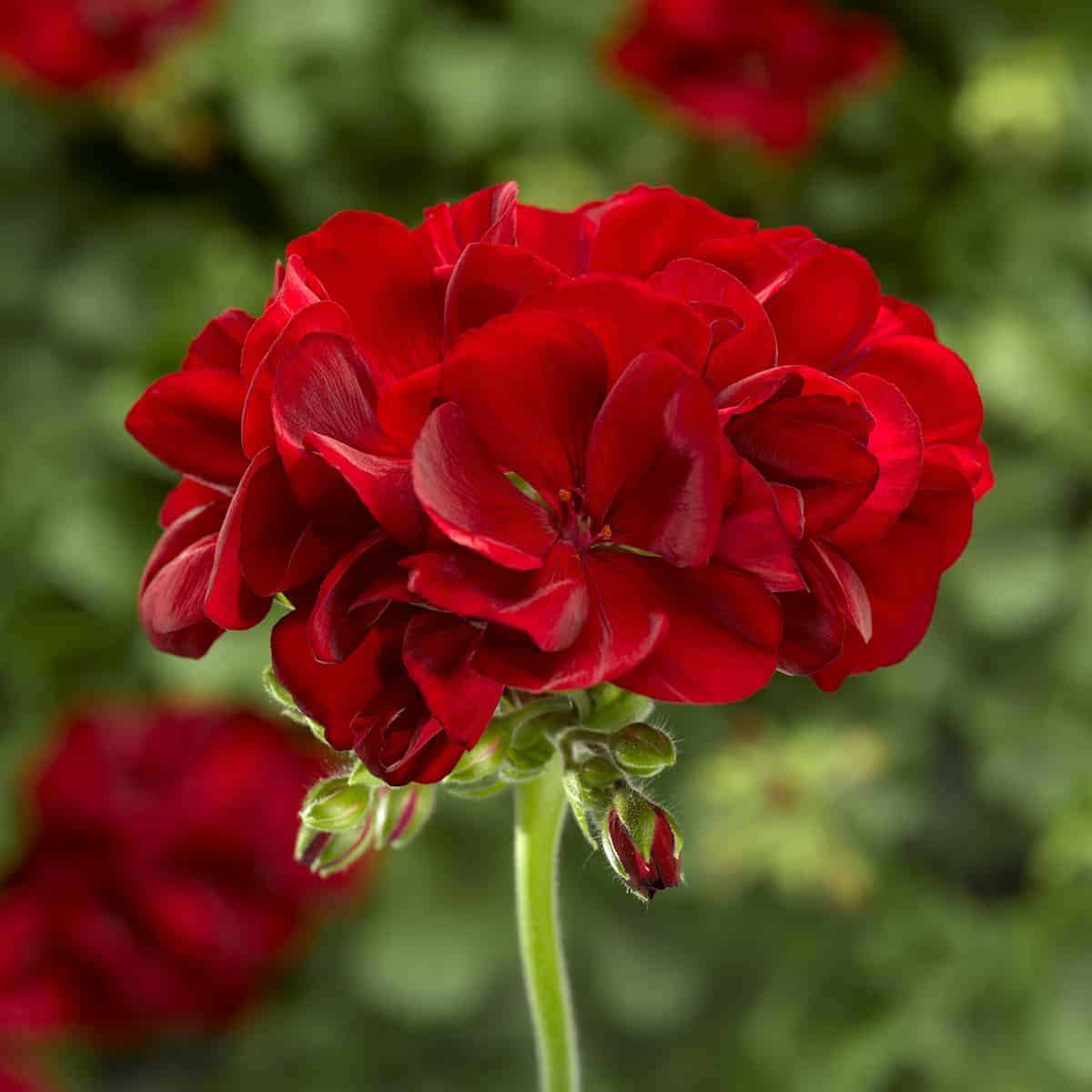 Organic Red Geranium Flower Seeds for Planting – Heirloom, Non-GMO