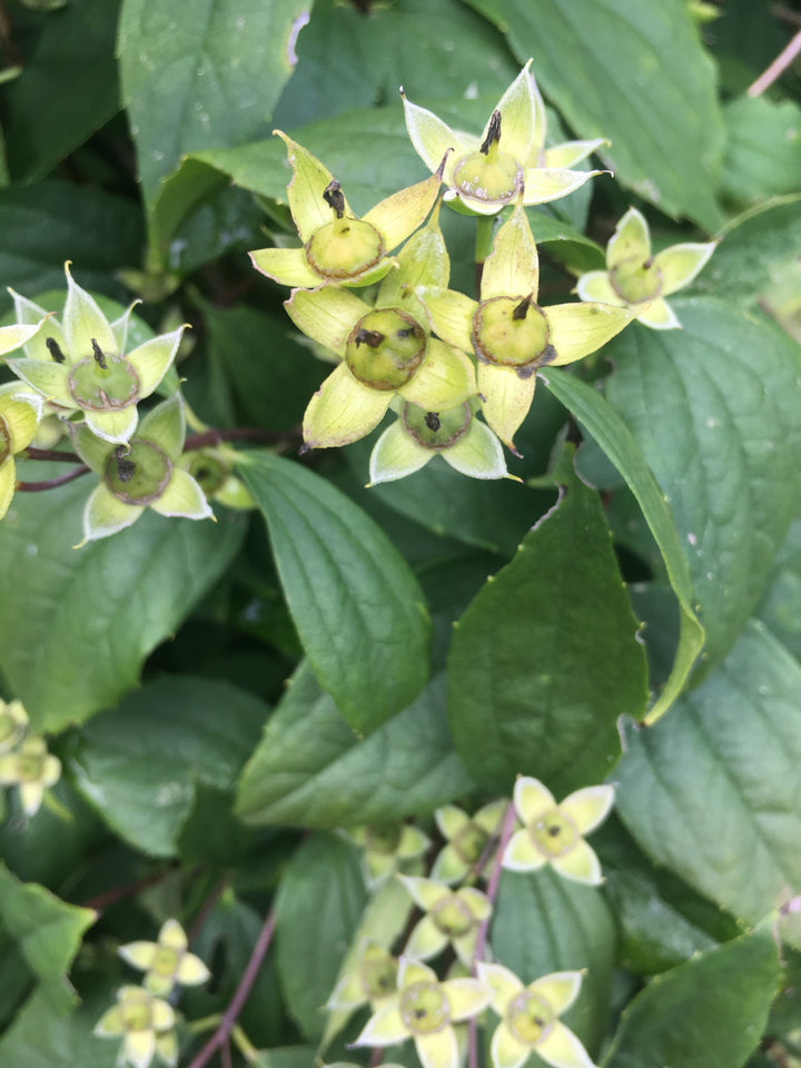 Philadelphus Coronarius Seeds for Planting - NON GMO Seeds
