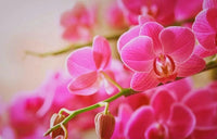Baby Pink Orchid Seeds for Planting - NON GMO Seeds