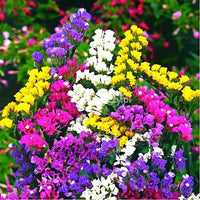 Heirloom Non-GMO Lavender Flower Seeds Mixed Colors for Garden Planting – Aromatic Floral Blend