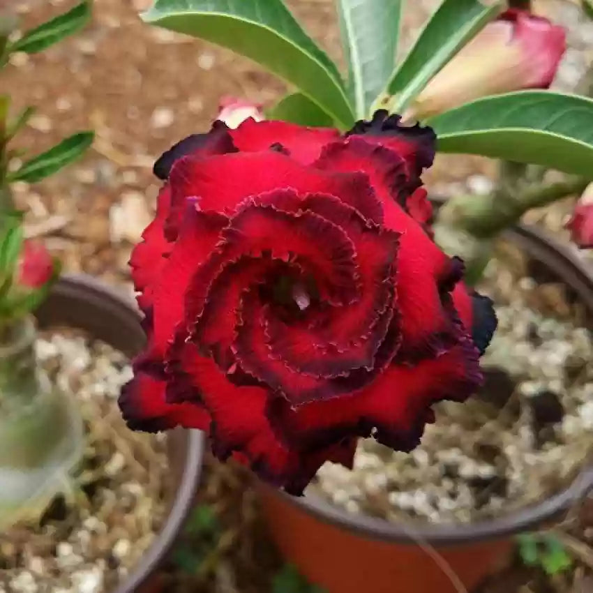Heirloom Non-GMO Burgundy Adenium Flower Seeds for Garden Planting – Desert Rose Exotic Blooms