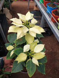 Heirloom Non-GMO Light Yellow Poinsettia Flower Seeds for Planting – Unique Festive Blooming Seeds
