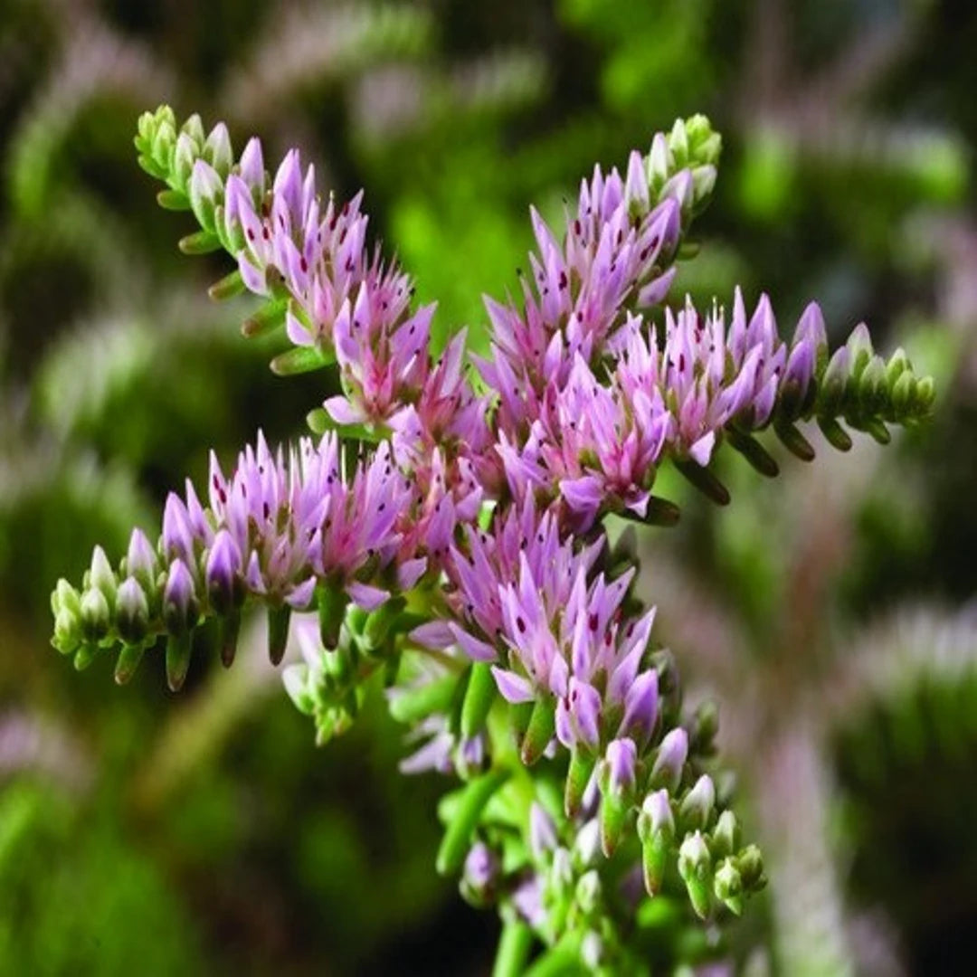 Heirloom Non-GMO Pink Green Sedum Seastar Flower Seeds for Planting – Unique Ground Cover Blooms