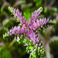 Heirloom Non-GMO Pink Green Sedum Seastar Flower Seeds for Planting – Unique Ground Cover Blooms