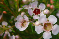Heirloom Non-GMO Geraldton Flower Seeds for Vibrant Garden Displays and Outdoor Planting