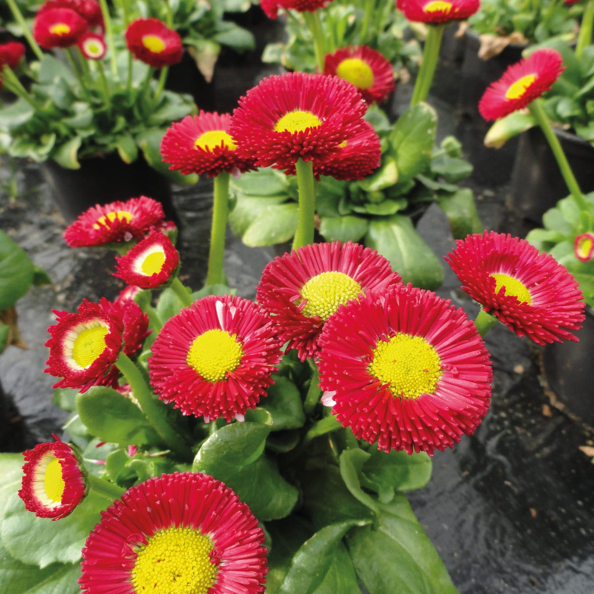 Bellis Red Yellow Seeds for Planting – Organic, Heirloom, Non-GMO Flower Seeds