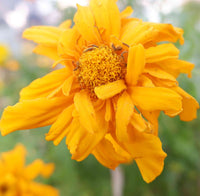 Yellow Marigold Tangerine Flower Seeds for Planting - Heirloom and Non-GMO Seeds for Beautiful Home Garden