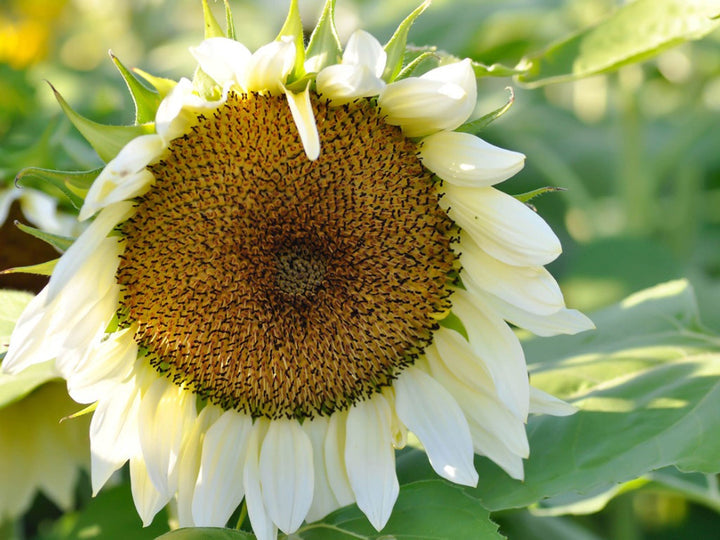 White Sunflower Flower Seeds for Planting – Rare Blooming Variety for Garden Charm