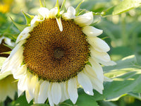 White Sunflower Flower Seeds for Planting – Rare Blooming Variety for Garden Charm