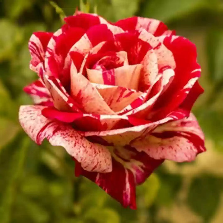 Cream Red Spirit Rose Plant Seeds for Planting - Non-GMO Heirloom Garden Seeds for Growing