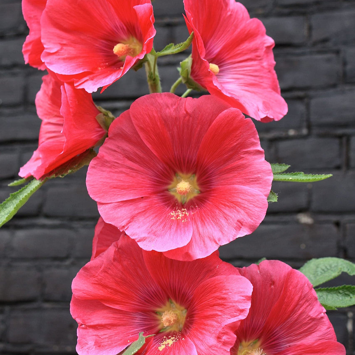 Hollyhock Red Flower Seeds for Planting – Organic, Heirloom, Non-GMO Seeds