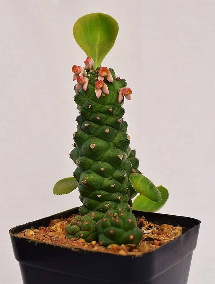Monadenium Plant Seeds for Planting, Green, NON GMO Seeds
