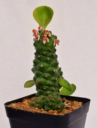 Monadenium Plant Seeds for Planting, Green, NON GMO Seeds