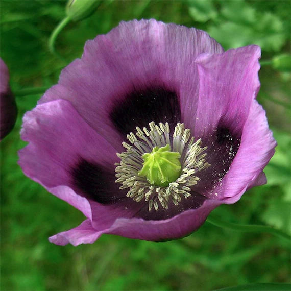 Heirloom Non-GMO Hungarian Flower Seeds for Vibrant and Traditional Garden Planting