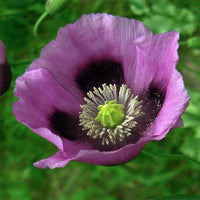 Heirloom Non-GMO Hungarian Flower Seeds for Vibrant and Traditional Garden Planting