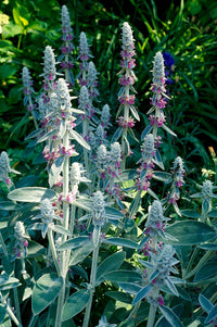 Lamb's Ear Plant Seeds for Planting, Fresh, NON GMO Seeds