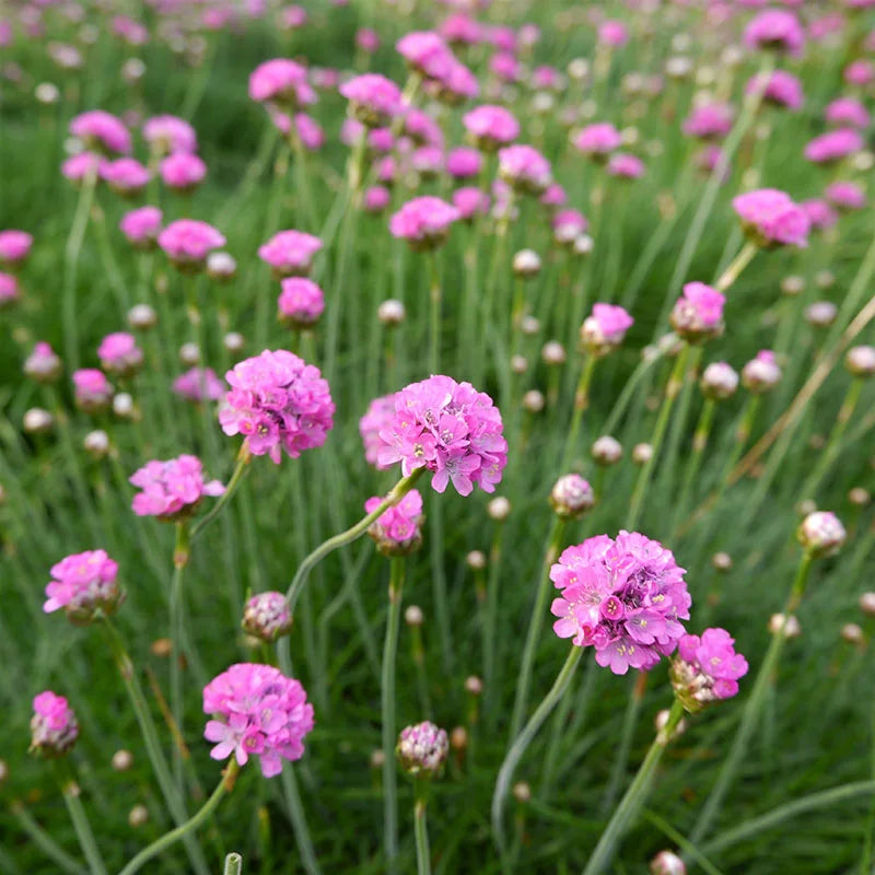 Heirloom Maritima Flower Seeds, Non-GMO Coastal Blooms for Hardy Garden and Rockery Planting