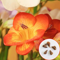 Organic Heirloom Yellow Orange Freesias Flower Seeds – Non-GMO Fragrant Seeds for Planting