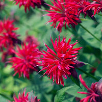 Bee Balm ornamental flower plants growing with colorful blooms in a garden.