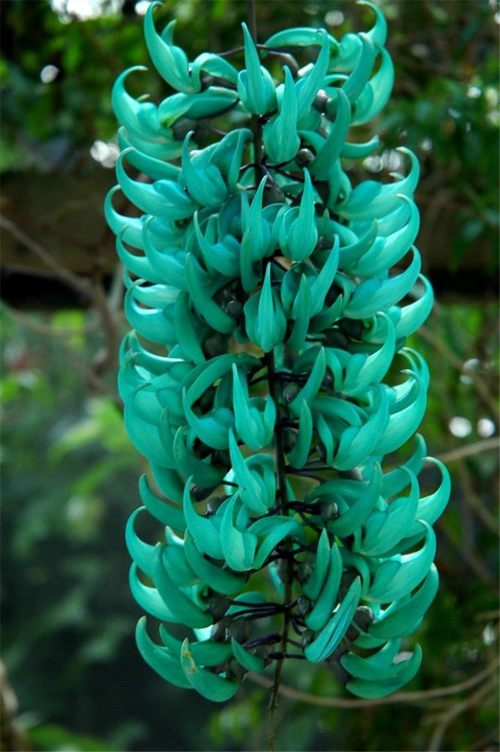 Organic Jade Green Flower Seeds for Planting ƒ?? Heirloom, Non-GMO