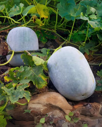 Ash Gourd Seeds for Home Garden, 100 Pcs pcs