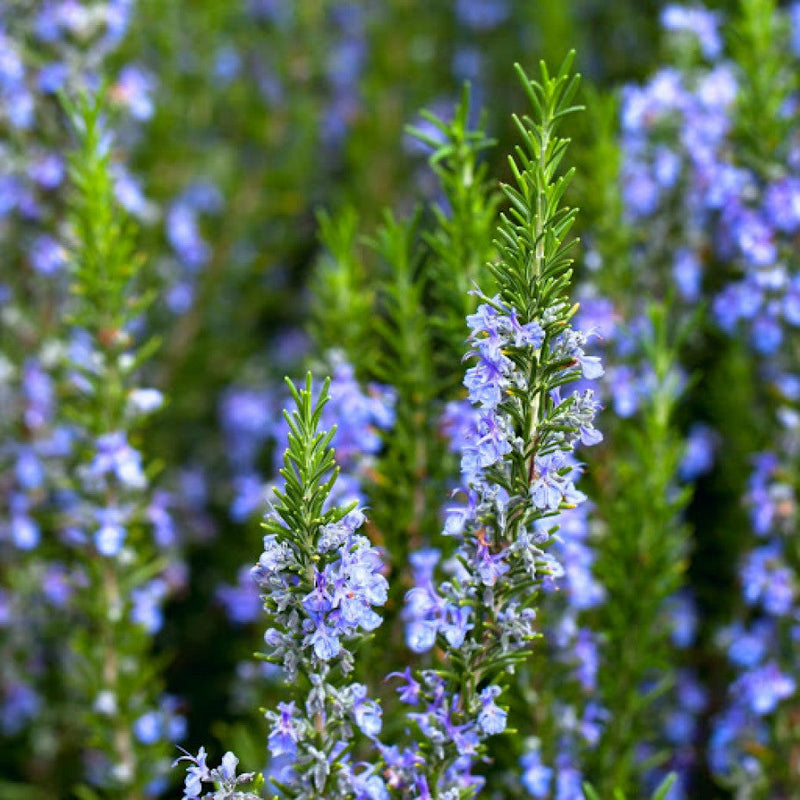 Tuscan Blue Rosemary Herb Seeds for Planting Scientific Name Placeholder for planting in home garden