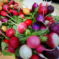 Non-GMO multicolor radish vegetable seeds for seasonal home gardening.