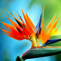 Heirloom Non-GMO Strelitzia Reginae Plant Seeds for Exotic Bird of Paradise Garden Planting