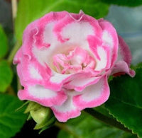 Pink White Gloxinia Flower Planting Seeds for Garden NON GMO Seeds
