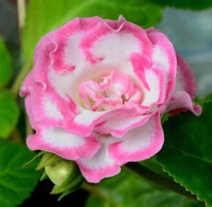 Pink White Gloxinia Flower Planting Seeds for Garden NON GMO Seeds for planting in home garden