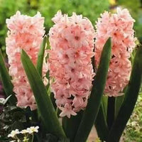 Baby Pink Hyacinth Flower Seeds for Planting - NON GMO Seeds